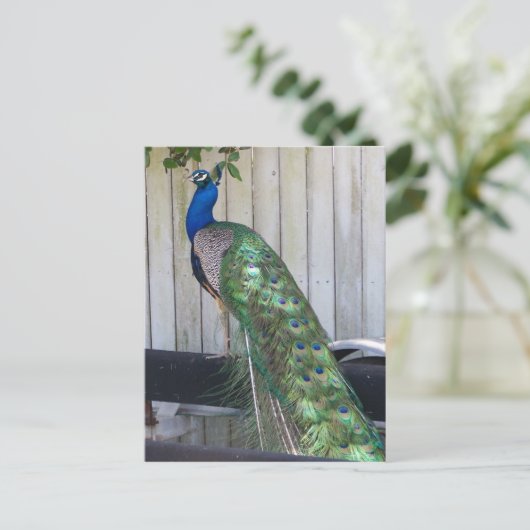 Peacock Briefkaart (Staand voorkant)