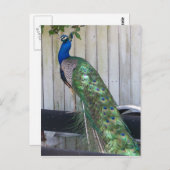 Peacock Briefkaart (Voorkant / Achterkant)