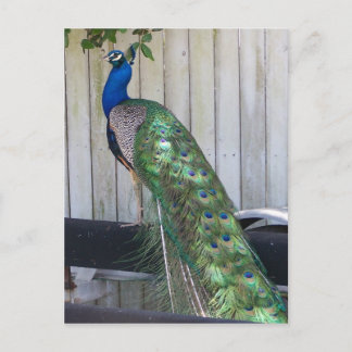 Peacock Briefkaart
