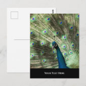 Peacock Briefkaart (Voorkant / Achterkant)