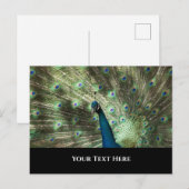 Peacock Briefkaart (Voorkant / Achterkant)