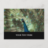 Peacock Briefkaart (Voorkant)
