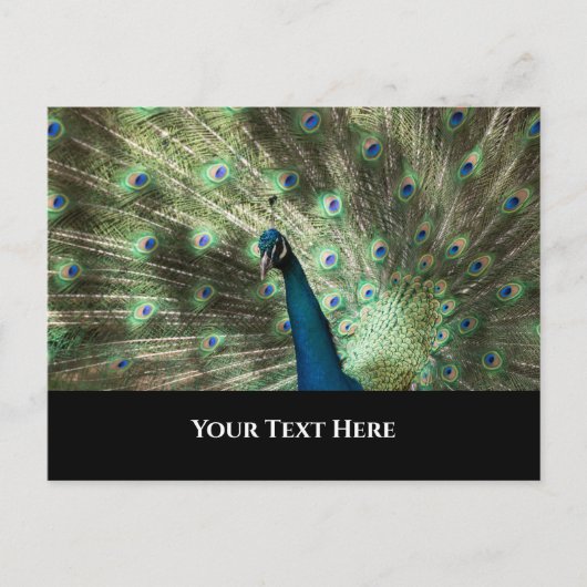 Peacock Briefkaart (Voorkant)