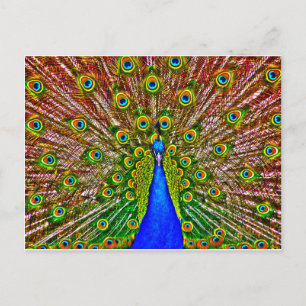 Peacock Briefkaart