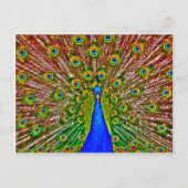 Peacock Briefkaart (Voorkant)