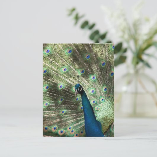 Peacock Briefkaart (Staand voorkant)