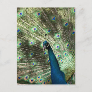 Peacock Briefkaart