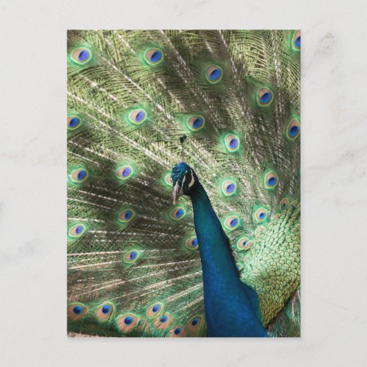 Peacock Briefkaart (Voorkant)