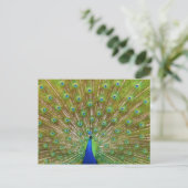 Peacock Briefkaart (Staand voorkant)