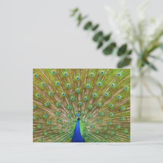 Peacock Briefkaart (Staand voorkant)