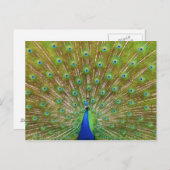 Peacock Briefkaart (Voorkant / Achterkant)