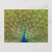 Peacock Briefkaart (Voorkant)