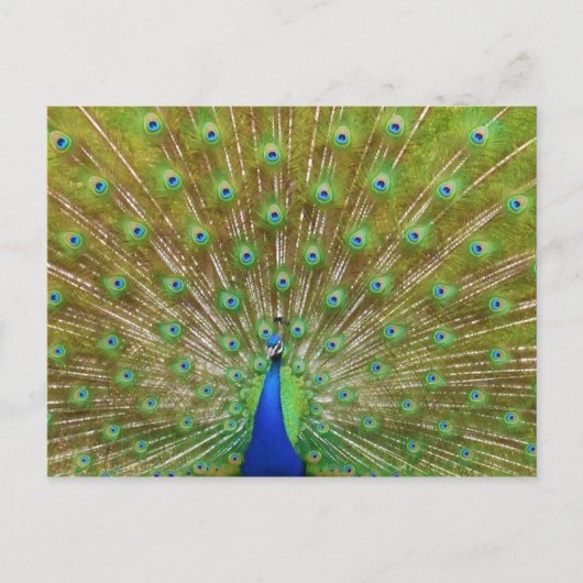 Peacock Briefkaart (Voorkant)