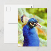PEACOCK BRIEFKAART (Voorkant / Achterkant)