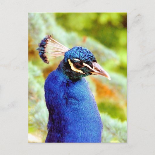 PEACOCK BRIEFKAART (Voorkant)