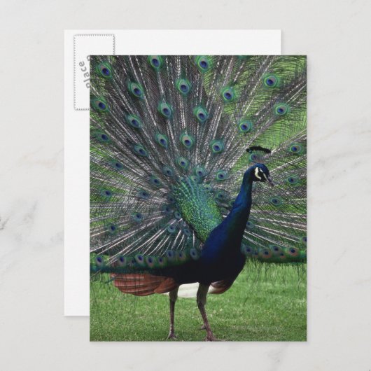 Peacock Briefkaart (Voorkant / Achterkant)