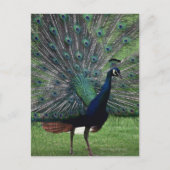 Peacock Briefkaart (Voorkant)