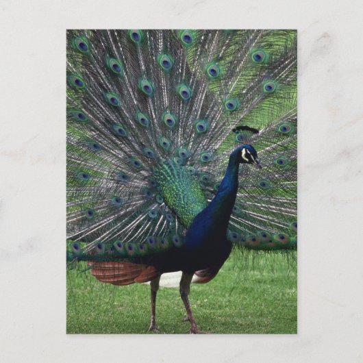 Peacock Briefkaart (Voorkant)