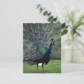 Peacock Briefkaart (Staand voorkant)