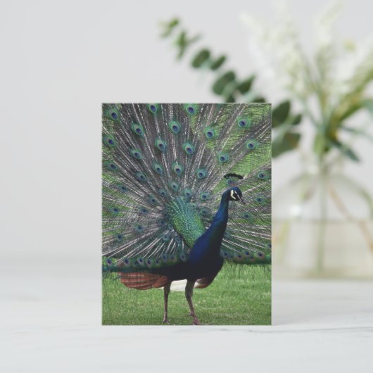 Peacock Briefkaart (Staand voorkant)