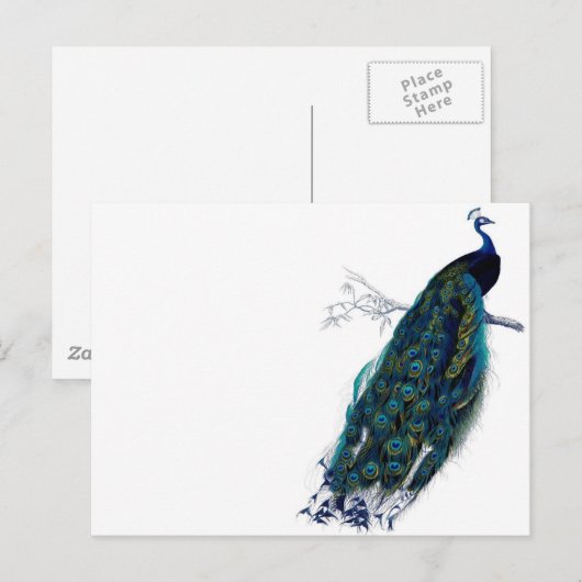  Peacock Briefkaart (Voorkant / Achterkant)
