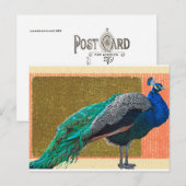 Peacock Briefkaart (Voorkant / Achterkant)