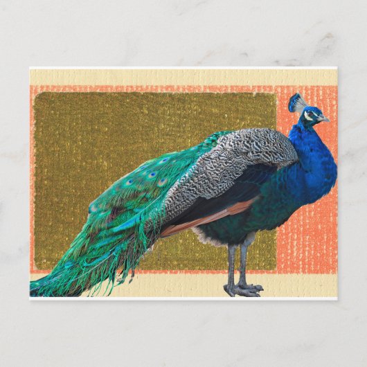 Peacock Briefkaart (Voorkant)