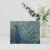Peacock Briefkaart (Staand voorkant)