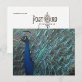 Peacock Briefkaart (Voorkant / Achterkant)