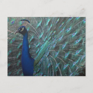 Peacock Briefkaart