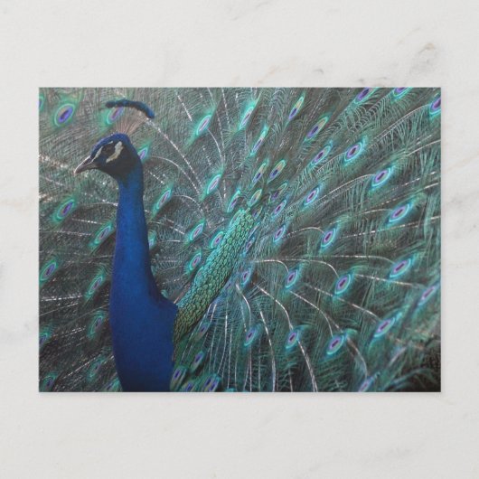 Peacock Briefkaart (Voorkant)