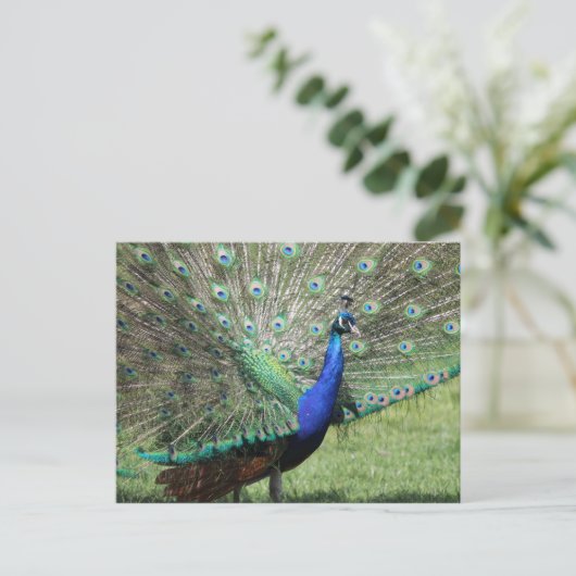Peacock briefkaart (Staand voorkant)