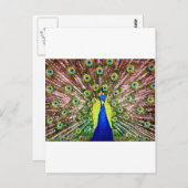 PEACOCK BRIEFKAART (Voorkant / Achterkant)