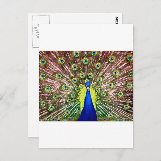 PEACOCK BRIEFKAART (Voorkant / Achterkant)
