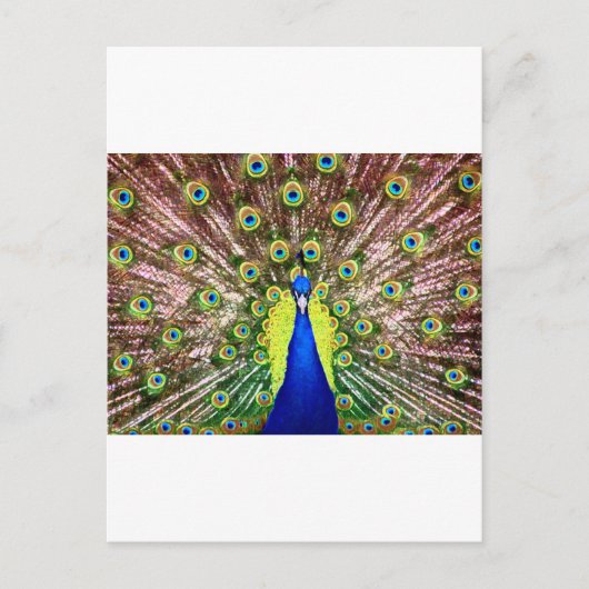 PEACOCK BRIEFKAART (Voorkant)