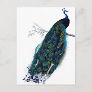 Peacock Briefkaart