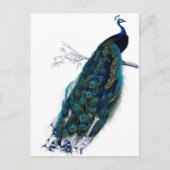  Peacock Briefkaart (Voorkant)