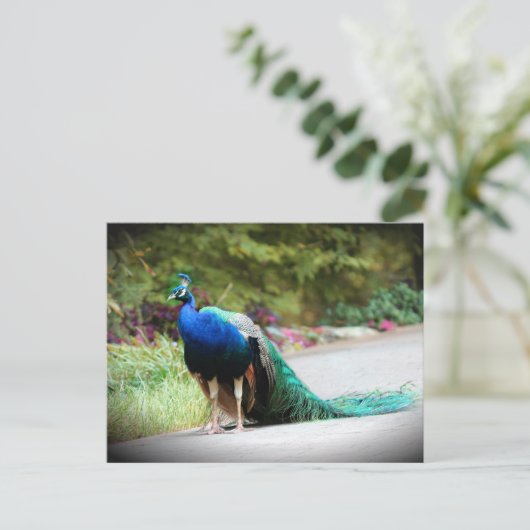 Peacock Briefkaart (Staand voorkant)