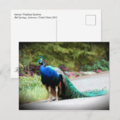 Peacock Briefkaart (Voorkant / Achterkant)