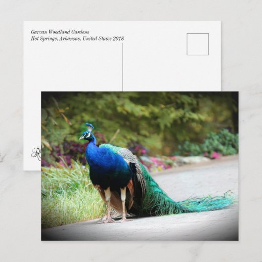 Peacock Briefkaart (Voorkant / Achterkant)