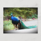 Peacock Briefkaart (Voorkant)