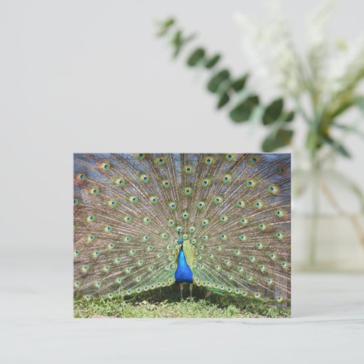 Peacock Briefkaart (Staand voorkant)