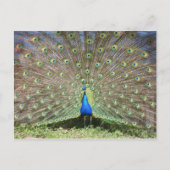 Peacock Briefkaart (Voorkant)
