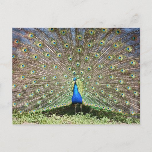 Peacock Briefkaart (Voorkant)