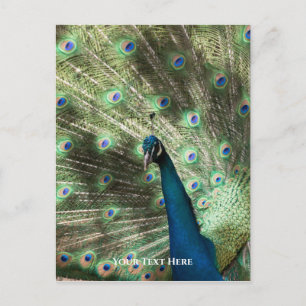 Peacock Briefkaart