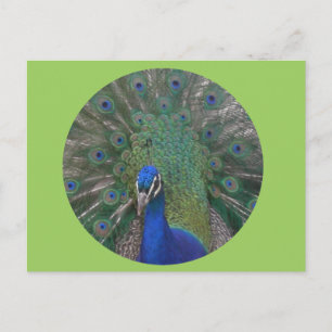 Peacock Briefkaart 