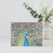 Peacock Briefkaart (Staand voorkant)
