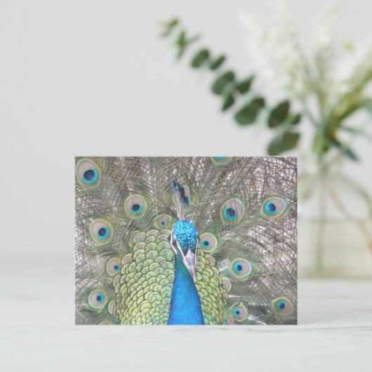 Peacock Briefkaart (Staand voorkant)