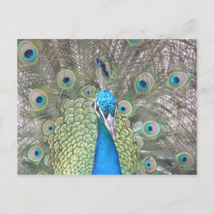 Peacock Briefkaart