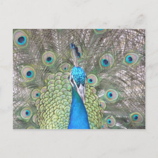 Peacock Briefkaart